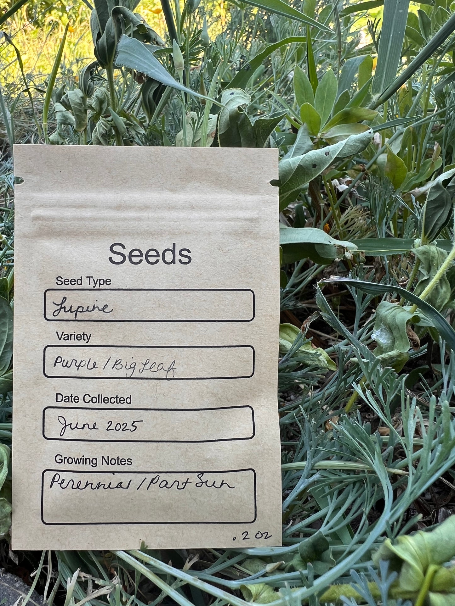 Purple Big Leaf Lupine Seeds